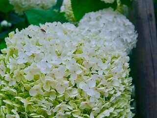 Gros plan sur une fleur d'hortensia Annabelle (Hydrangea arborescens) blanche et verte.