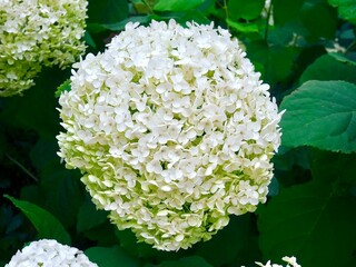 Gros plan sur une fleur d'hortensia Annabelle (Hydrangea arborescens) blanche et verte.