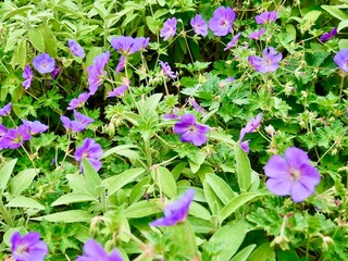 Massif de géraniums vivaces violets et de sauge dans un jardin d'été.