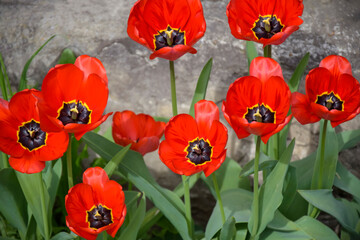 Blooming red tulips on background of gray old wall. Close-up. Soft focus.