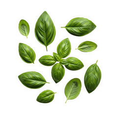 Fresh green basil leaves arrangement isolated on transparent background, a fragrant and aromatic culinary ingredient