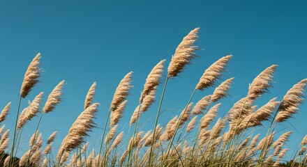 Tall Pampas Grass Plumes Swaying Against a Clear Blue Sky