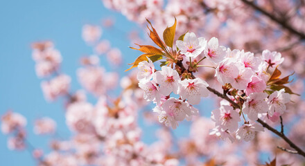 Cherry Blossom Branch with Pink Flowers Against Blue Sky