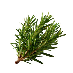 Fototapeta premium Fresh sprig of rosemary with vibrant green leaves, isolated on a white background, perfect for culinary or herbal themed projects.