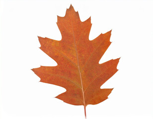 Obraz premium autumn maple leaf