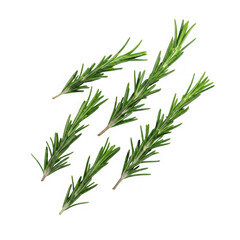 Fototapeta premium Fresh rosemary sprigs isolated on transparent background, aromatic herb used in cooking and traditional medicine