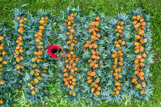 Madhupur, Bangladesh - 30 August 2020: Aerial view of a person amidst rows of vibrant, freshly harvested betel nuts, set against a backdrop of vivid green grass.