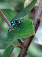 Fototapeta premium A small spider with a shiny black body with a greenish blue pattern was standing on a green leaf.