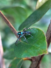 A small spider with a shiny black body with a greenish blue pattern was standing on a green leaf.