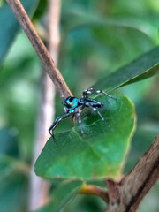 A small spider with a shiny black body with a greenish blue pattern was standing on a green leaf.