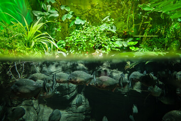 There are many dangerous predatory piranha fish in the river water