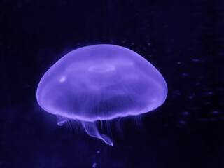 luminescent glowing jellyfish swims in black ocean water