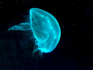 luminescent glowing jellyfish swims in black ocean water