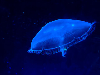 luminescent glowing jellyfish swims in black ocean water