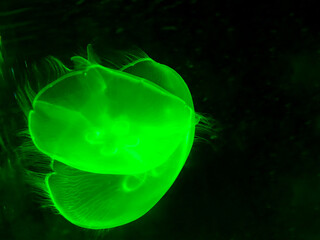 luminescent glowing jellyfish swims in black ocean water