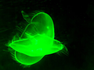 luminescent glowing jellyfish swims in black ocean water