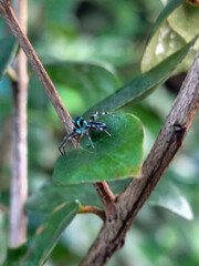 A small spider with a shiny black body with a greenish blue pattern was standing on a green leaf.