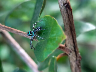 A small spider with a shiny black body with a greenish blue pattern was standing on a green leaf.