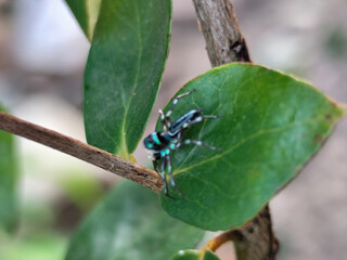 A small spider with a shiny black body with a greenish blue pattern was standing on a green leaf.