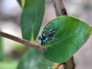 A small spider with a shiny black body with a greenish blue pattern was standing on a green leaf.