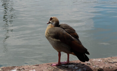 Egyptian goose