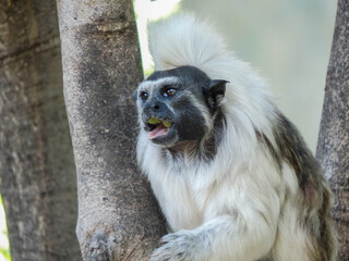 Tamarin Monkey with Open Mouth Expressing Surprise