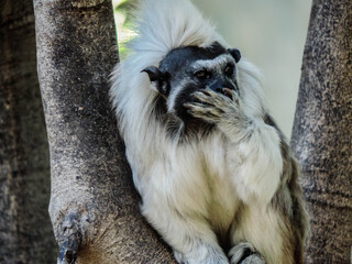Tamarin Monkey with Open Mouth Expressing Surprise