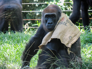 Gorilla Draped with Cloth on Shoulders