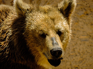 Close-Up of Bear’s Head with Intense Expression