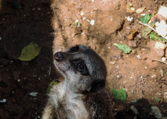 Meerkat Standing on Hind Legs with Close-Up of Head