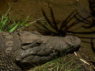 Close-Up of Crocodile Head with Detailed Scales