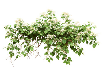 Obraz premium Flowering shrub with lush green leaves blooming in spring against a white background, showcasing a fresh natural element