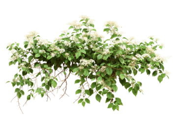 Flowering shrub with lush green leaves blooming in spring against a white background, showcasing a fresh natural element