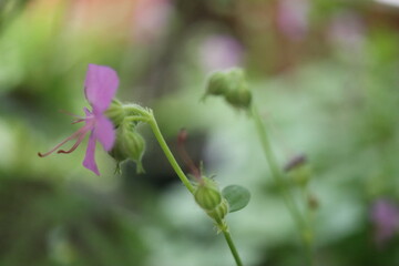 Bodziszek kantabryjski Cambridge Kolor Różowy