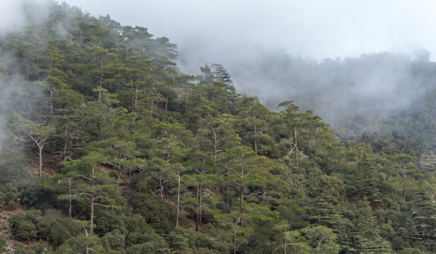 view of the cedar valley in Cyprus