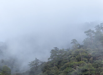 view of the cedar valley in Cyprus