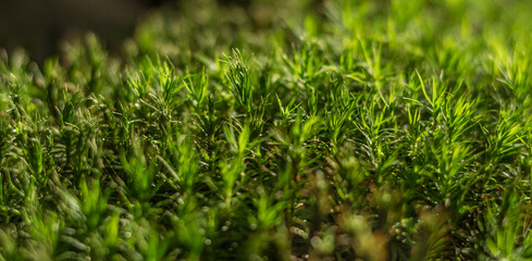 green moss close up