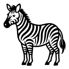 zebra isolated on white background