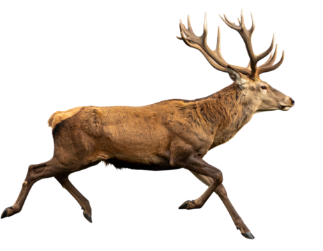 White-Tailed Deer Mid-Run Side Profile, Legs Extended, Isolated Transparent Background PNG