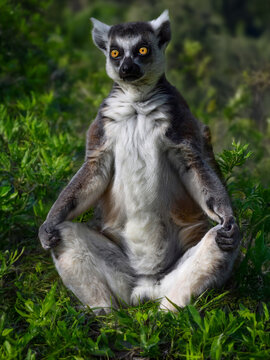emur basks in the sun on green grass