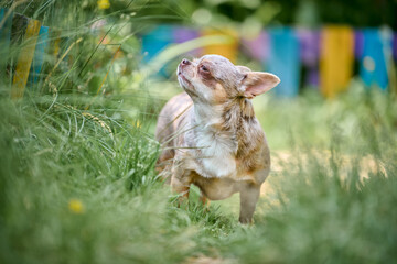 Chihuahua stands in lush garden, surrounded by vibrant colors. Sunlight highlights short fur, creating serene atmosphere. Tall grasses add depth, framing small figure
