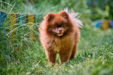 Adorable pomeranian spitz stands in vibrant greenery, tongue out, with joyful expression. Soft...