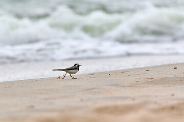 lone bird walks gracefully on sandy beach near foamy ocean waves. Cloudy sky creates serene atmosphere, blending soft hues of sand and water. Low-angle shot enhances perspective