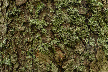 Lichens on tree bark