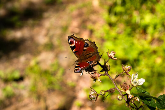 Rusałka Pawik/European peacock (Inachis io) butterfly on flower.