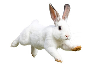 Fototapeta premium Mid-Air White Rabbit Leap with Motion Blur – Isolated on Transparent Background