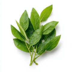 A vibrant close-up of fresh green leaves on a stem, offering a sense of nature's simplicity and freshness