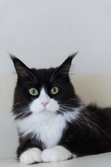 Porträt einer Maine Coon Katze