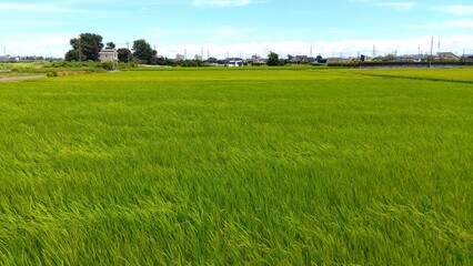 稲穂を付け始めた風に吹かれる真夏の田んぼ風景