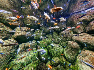Lots of colorful fish in the water in the sea